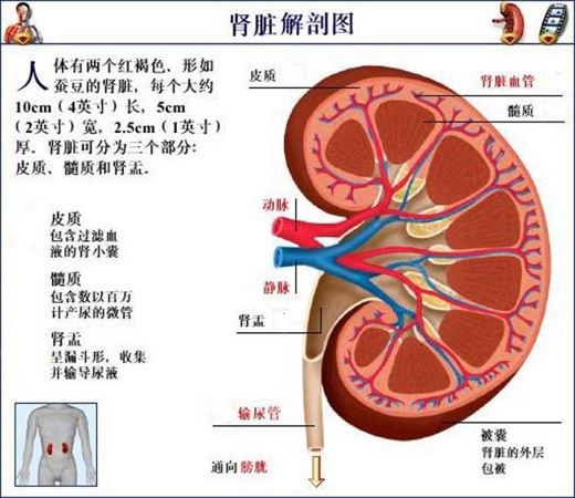 肾脏出问题时会产生的现象