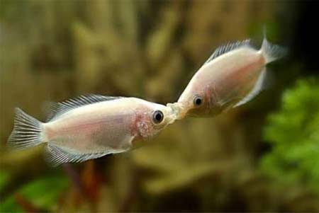 人人都应成为素食者