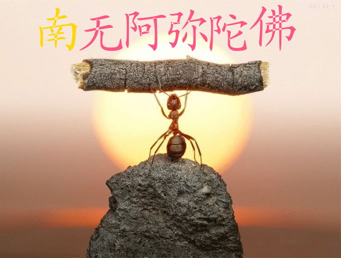 IMG_1494_副本.gif