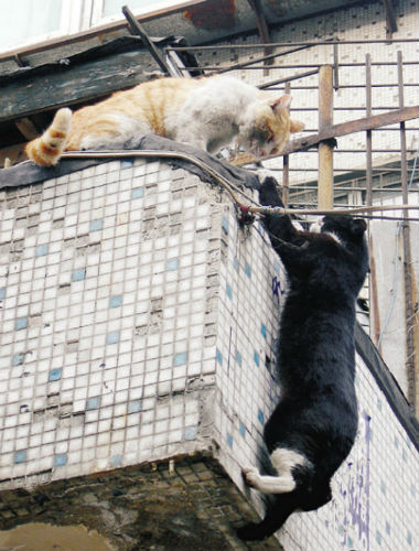 危急时刻小猫伸手搭救失足同伴!