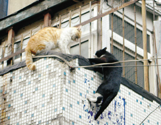 危急时刻小猫伸手搭救失足同伴!